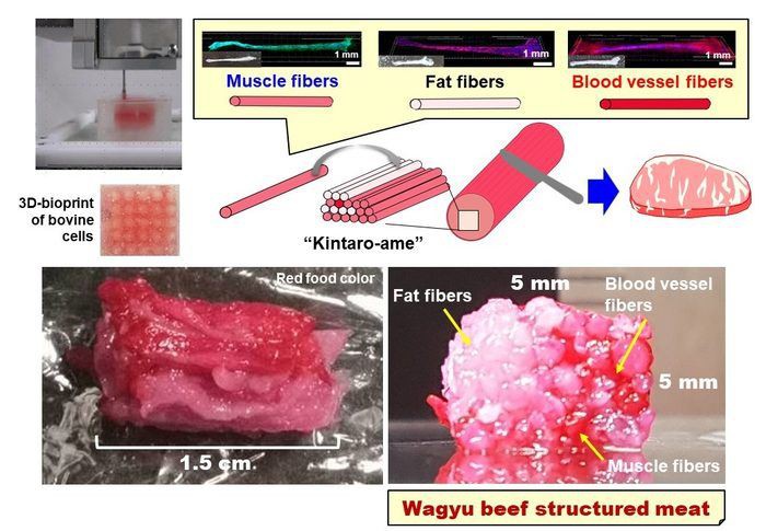 3D printed beef structure diagram 3D printed beef structure diagram